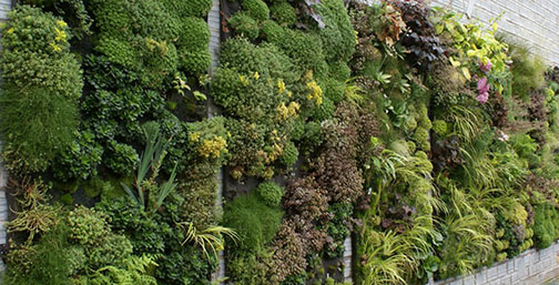 © www.drgarden.com.au