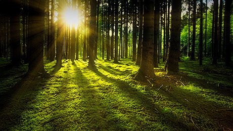 © Pixabay / Johannes Plenio